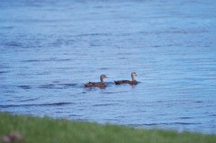 Anas fulvigula image