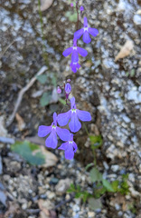 Lobelia aurita