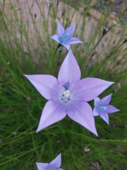Wahlenbergia