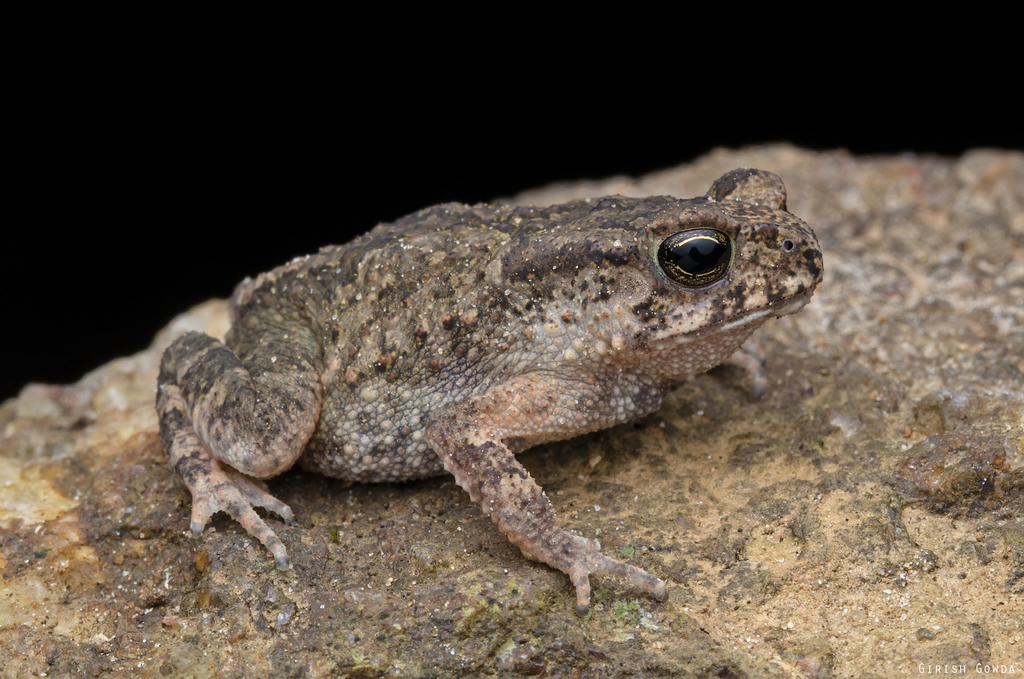 Kempholey Toad