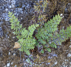 Peninsula cloak fern (Notholaena peninsularis)