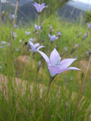 Wahlenbergia