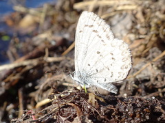Celastrina ladon