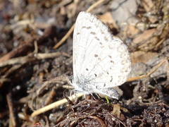 Celastrina ladon