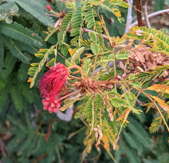 Calliandra peninsularis