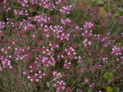 Thymus camphoratus