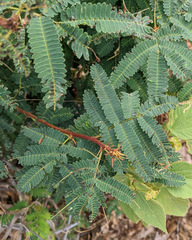 Calliandra peninsularis