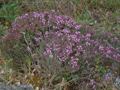 Thymus camphoratus