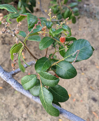 Rhus tepetate