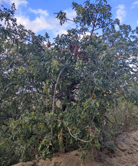 Rhus tepetate
