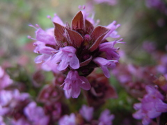 Thymus camphoratus