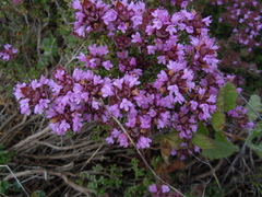 Thymus camphoratus