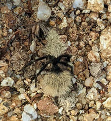 Dasymutilla magna