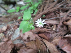 Stellaria sessiliflora