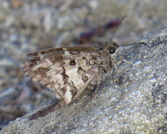 Thorybes dorantes calafia