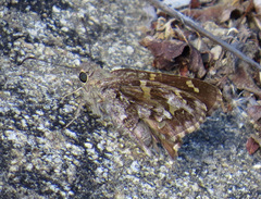 Thorybes dorantes calafia