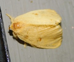 Euproctis bicolor