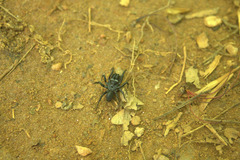 Sphodros niger