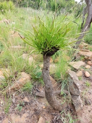 Xerophyta retinervis
