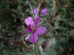 Limoniastrum monopetalum