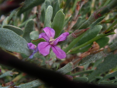 Limoniastrum monopetalum