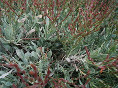 Limoniastrum monopetalum