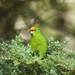 Yellow-crowned Parakeet - Photo (c) luke_sutton, some rights reserved (CC BY-NC), uploaded by luke_sutton