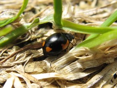 Ceratomegilla alpina