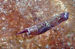 Biuve fulvipunctata