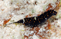 Biuve fulvipunctata