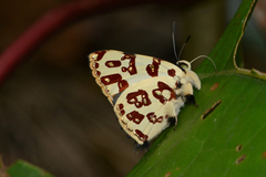 Anteros bracteata