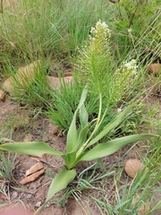 Schizocarphus nervosus