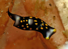 Biuve fulvipunctata