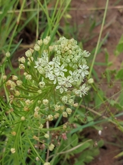 Schizocarphus nervosus