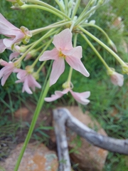 Pelargonium luridum