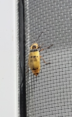 Chauliognathus missionum