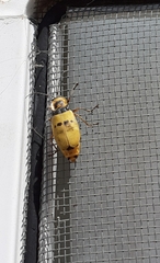 Chauliognathus missionum