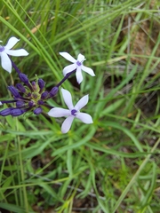 Pentanisia angustifolia