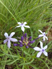 Pentanisia angustifolia