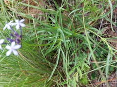 Pentanisia angustifolia