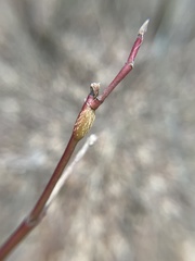 Neolasioptera cornicola