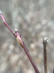 Neolasioptera cornicola