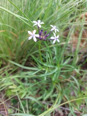 Pentanisia angustifolia