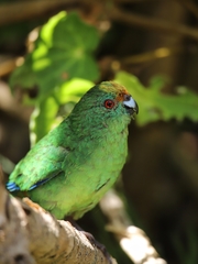 Cyanoramphus malherbi