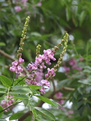 Lonchocarpus nitidus
