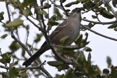 Zonotrichia atricapilla