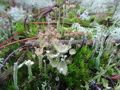 Cladonia ramulosa