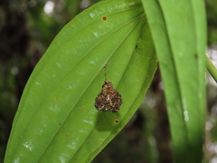 Microstigmus