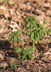 Ranunculus cassubicus