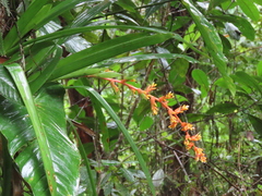 Guzmania multiflora